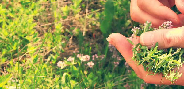 Close-up of hand holding plant