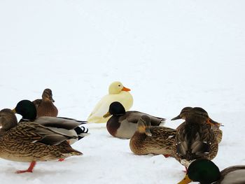 Ducks on snow covered field