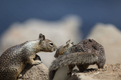 Close-up of squirrel