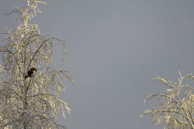 Low angle view of bird on plant against clear sky