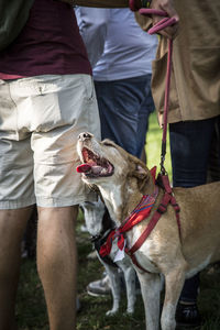 Low section of man standing with dog