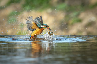 Close-up of bird in lake