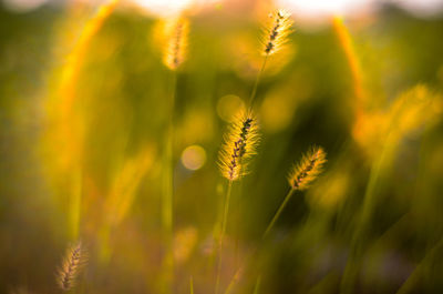 Close-up of wheat growing on field