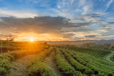 Scenic view of agricultural field against sky during sunset