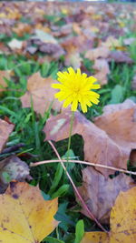 Close-up of yellow flower blooming in field