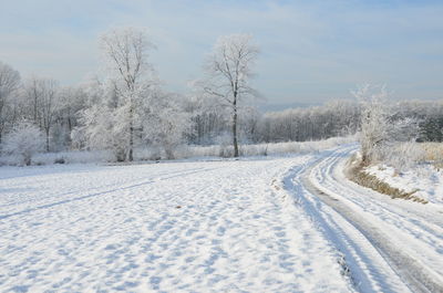 Snow covered trees on field