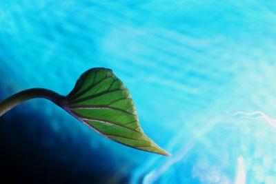 Close-up of leaves floating on water