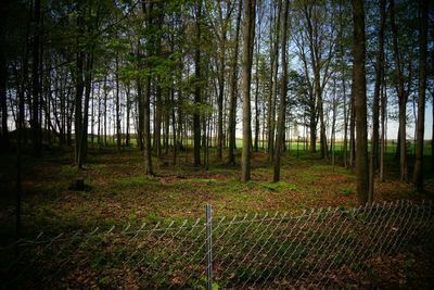 Trees in forest
