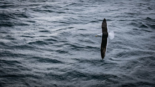 High angle view of fish in sea
