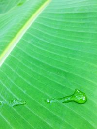 Close-up of green leaf on plant