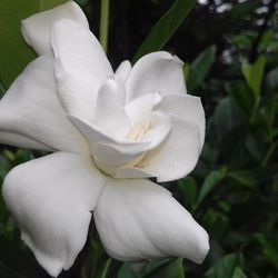 Close-up of white flower blooming outdoors