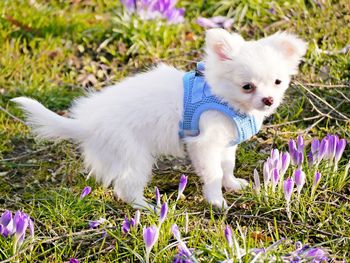 High angle view of white dog on grass