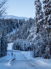 Trees on snow covered road against sky. 