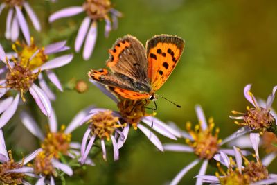 Close-up of butterfly pollinating on purple flower