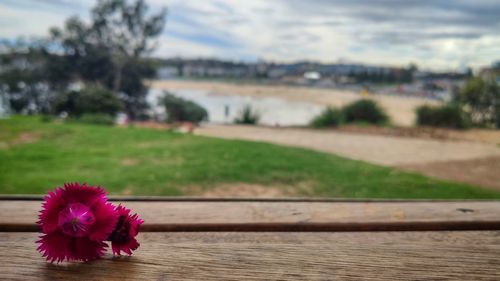 Close-up of pink flowering plants on field against sky