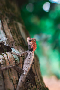 Close-up of lizard on tree trunk