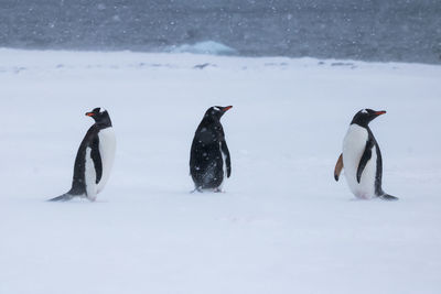 Three gentoo penguins standing in the snow at yankee harbour, antarctica.