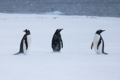 View of birds on snow