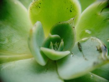 Close-up of flower growing outdoors