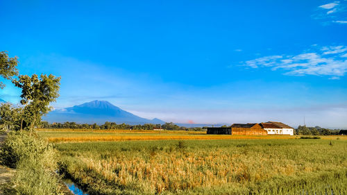 Scenic view of agricultural field against blue sky