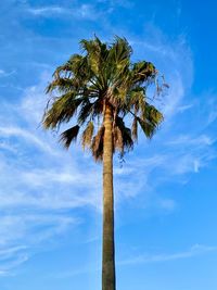 Low angle view of coconut palm tree against blue sky