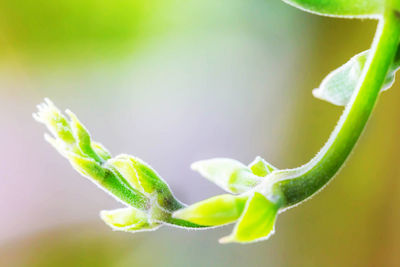 Close-up of green plant growing outdoors