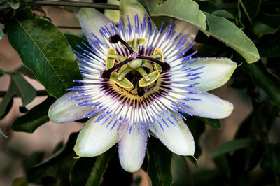 Close-up of passion flower blooming outdoors