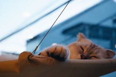 Close-up of cat sleeping