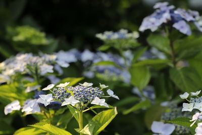 Close-up of white flowering plant