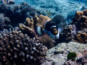 Fish swimming in sea