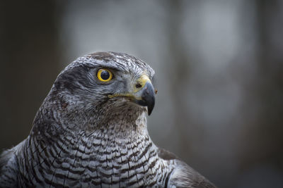 Close-up portrait of a bird