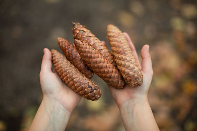 Close-up of hand holding pine cones