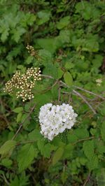 Close-up of white flowering plant