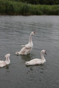 Swans swimming in lake