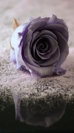 Close-up of rose