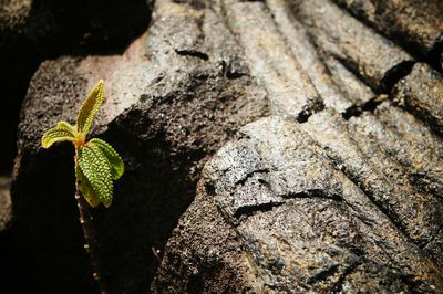 Close-up of young plant on ground