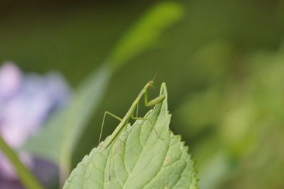 Close-up of insect on plant