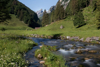 Scenic view of river stream amidst trees