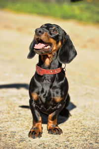 Black dog looking away