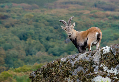 Male of capra pyrenaica lusitana. portuguese wild mountain goat.