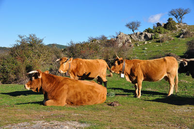 Cows in a field