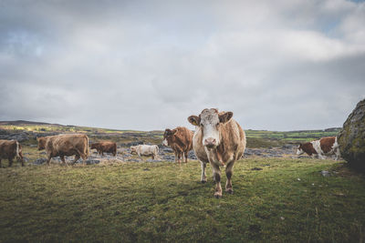 Cows on landscape against cloudy sky