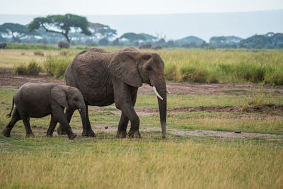 Elephants on field