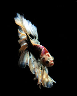 Close-up of fish underwater