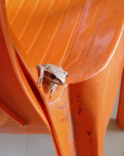 High angle view of insect on orange leaf