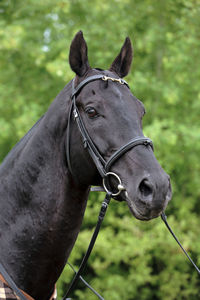 Close-up of a horse on field