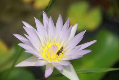 Close-up of bee pollinating flower