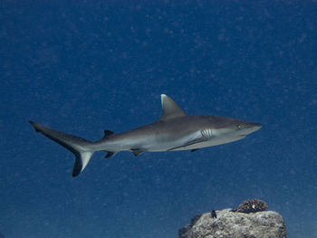 Carcharhinus