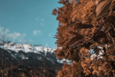 Close-up of dry plant against sky