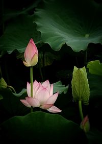 Close-up of pink lotus water lily in pond